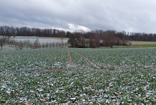 Rapsfeld Ende Februar in Bietigheim